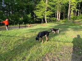 Dogs enjoying the dog park at Triple R