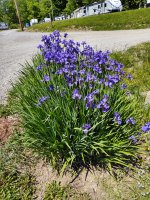 Flowers at Triple R