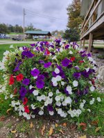 flowers at Triple R Camping Resort a campground in WNY