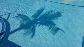 Reflection of Palm Tree in Pool at Triple R Camping Resort in Western NY