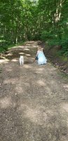 Kids walking dogs on hiking trail at Triple R