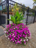 flowers at Triple R Camping Resort a campground in WNY