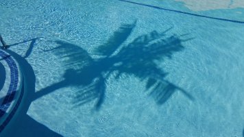 Reflection of Palm Tree in Pool at Triple R Camping Resort in Western NY